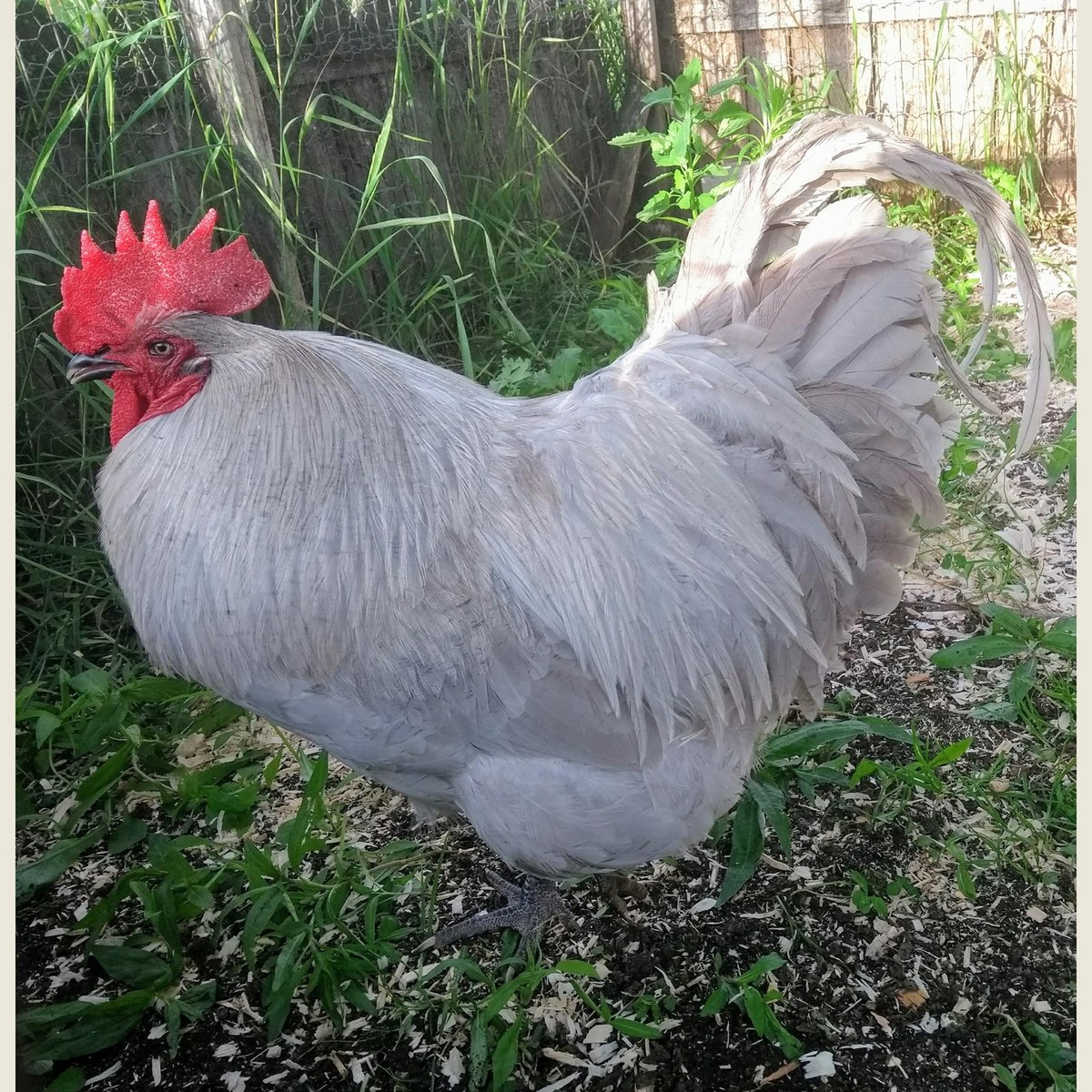 Orpington (Lavender) hen