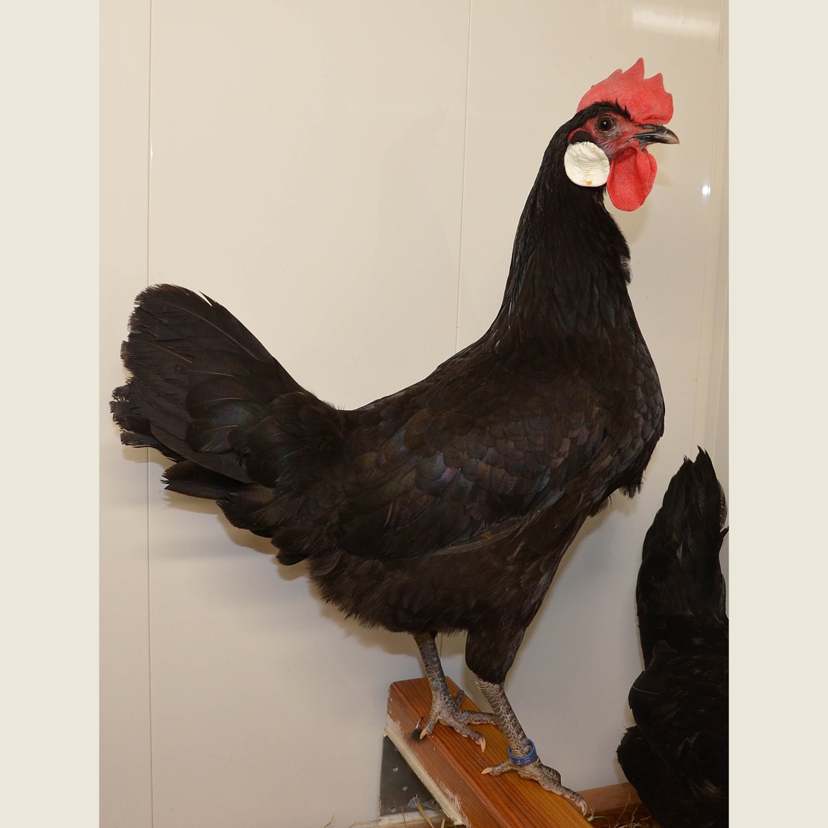 Minorca (Black) hen