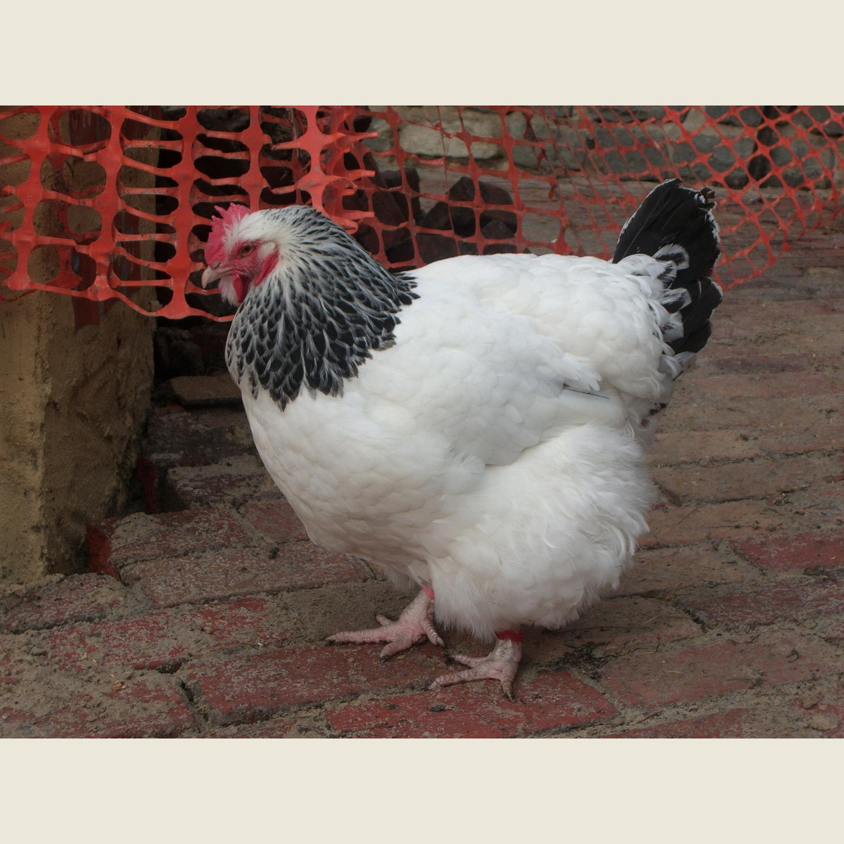 Light Sussex hen