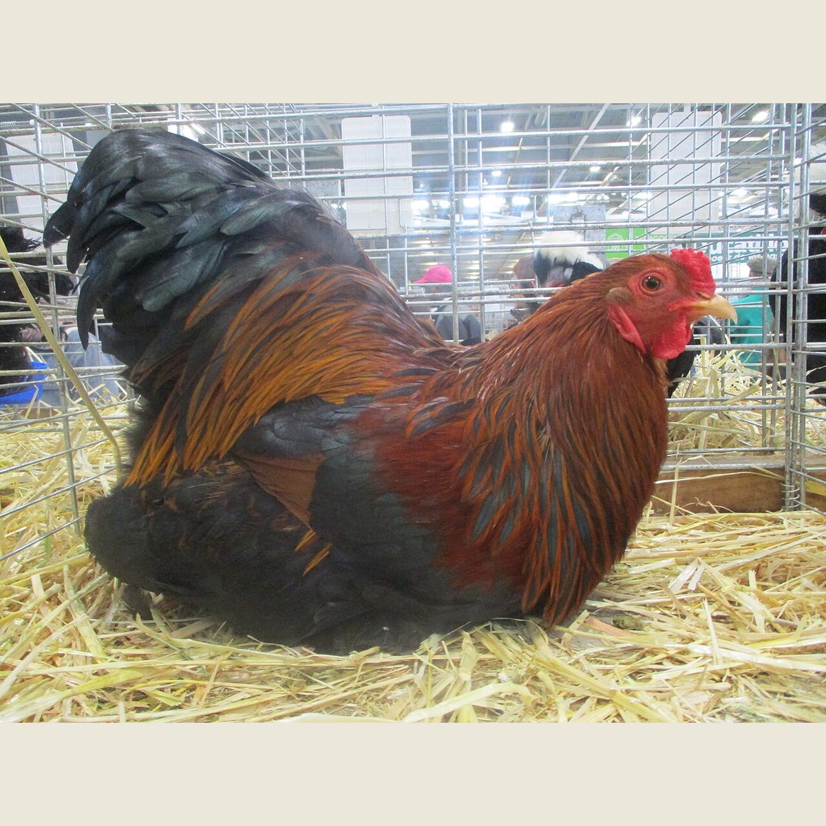 Brahma Bantam (Gold) hen