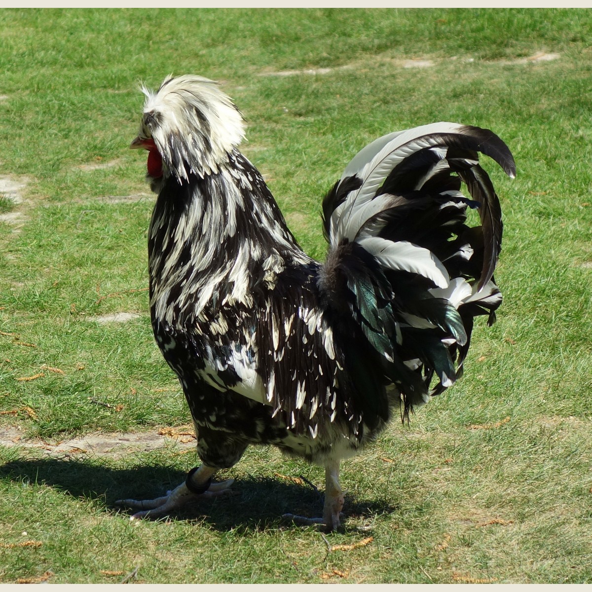 Houdan hen
