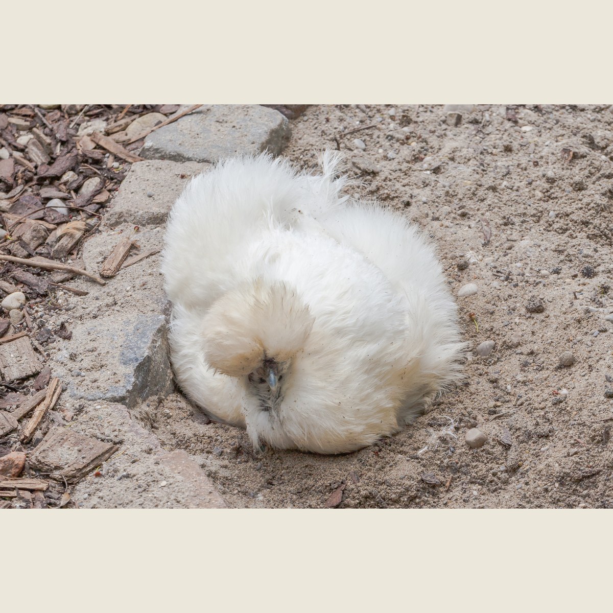 Silkie hen