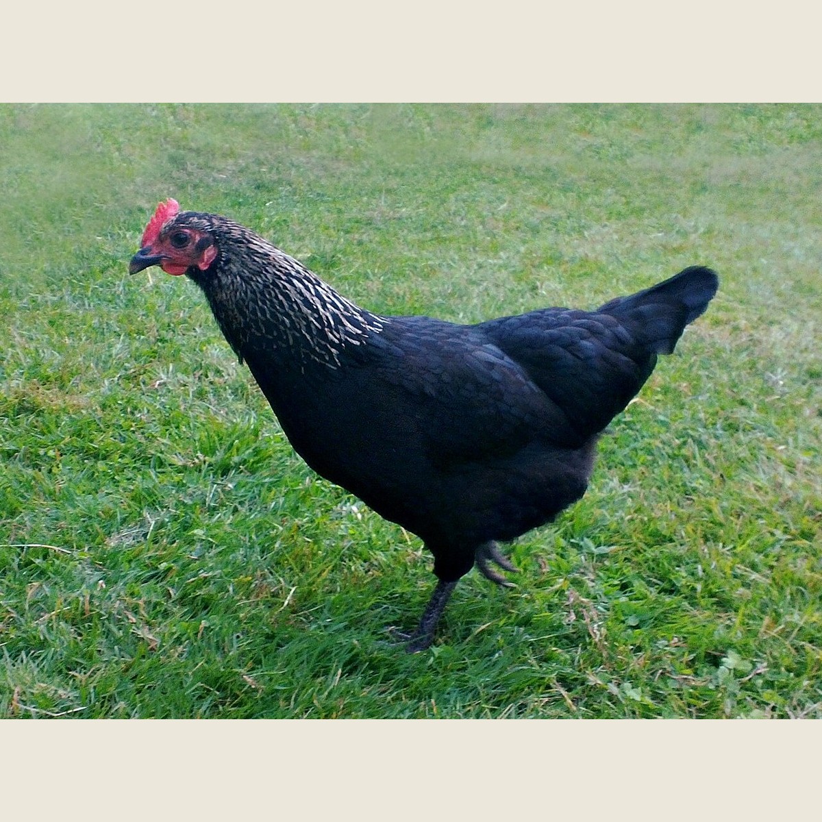 Norfolk Grey hen