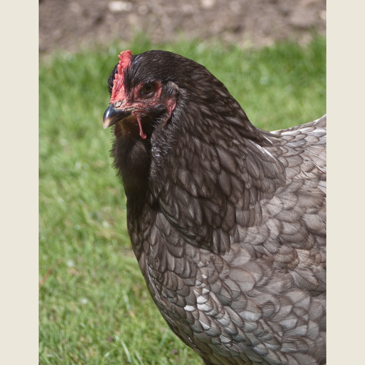 Cochin hen