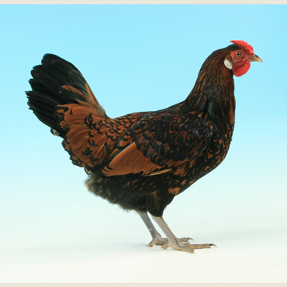 Old English Pheasant Fowl hen