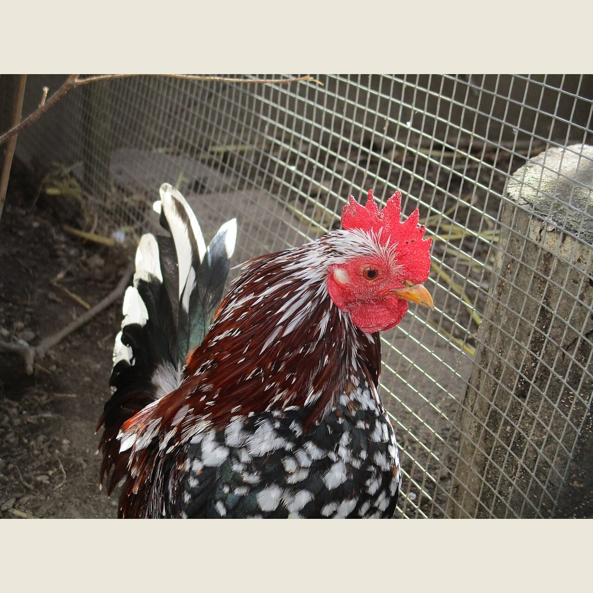 Serama hen