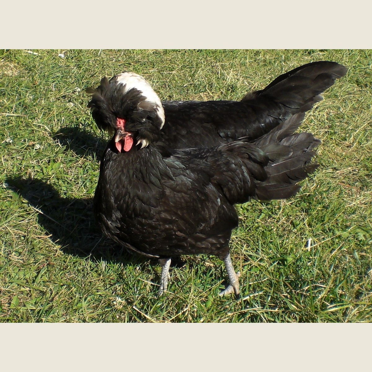 Polish (White Crested Black) hen