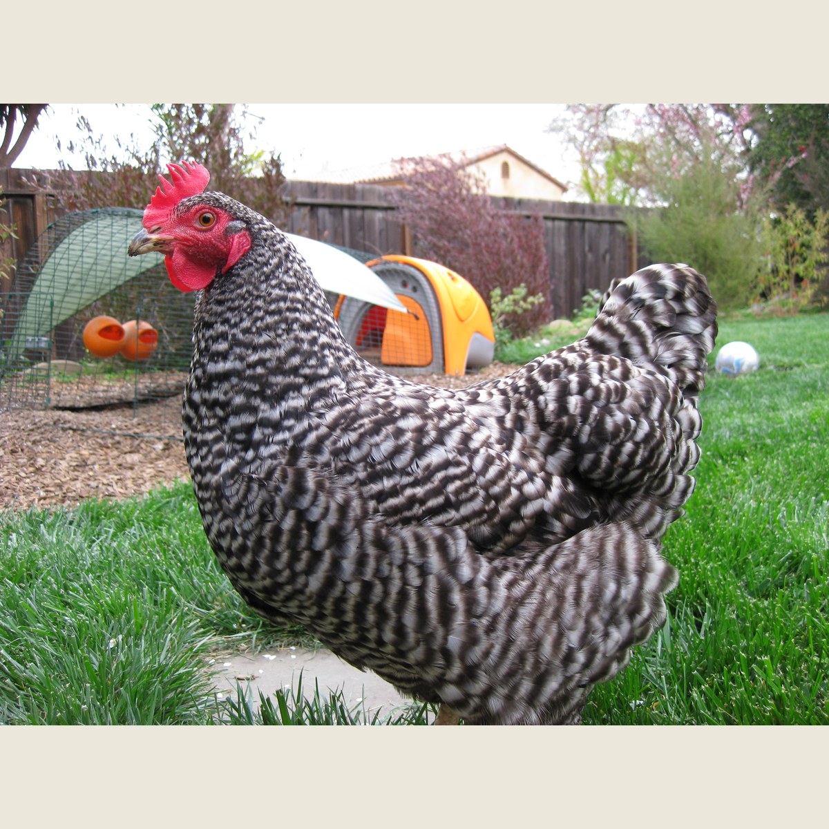 Plymouth Rock (Barred) hen