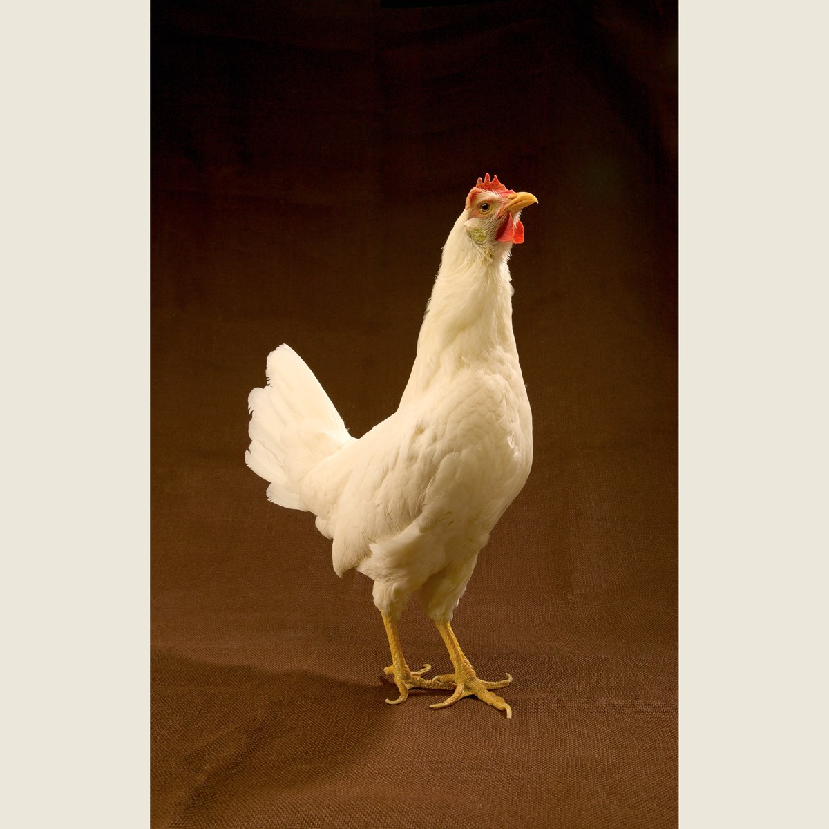 Leghorn (White) hen