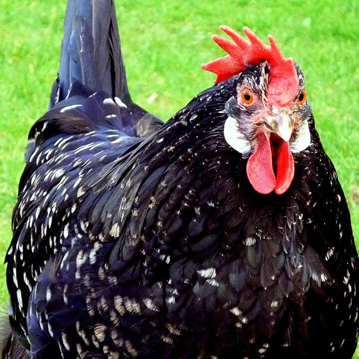 Ancona hen