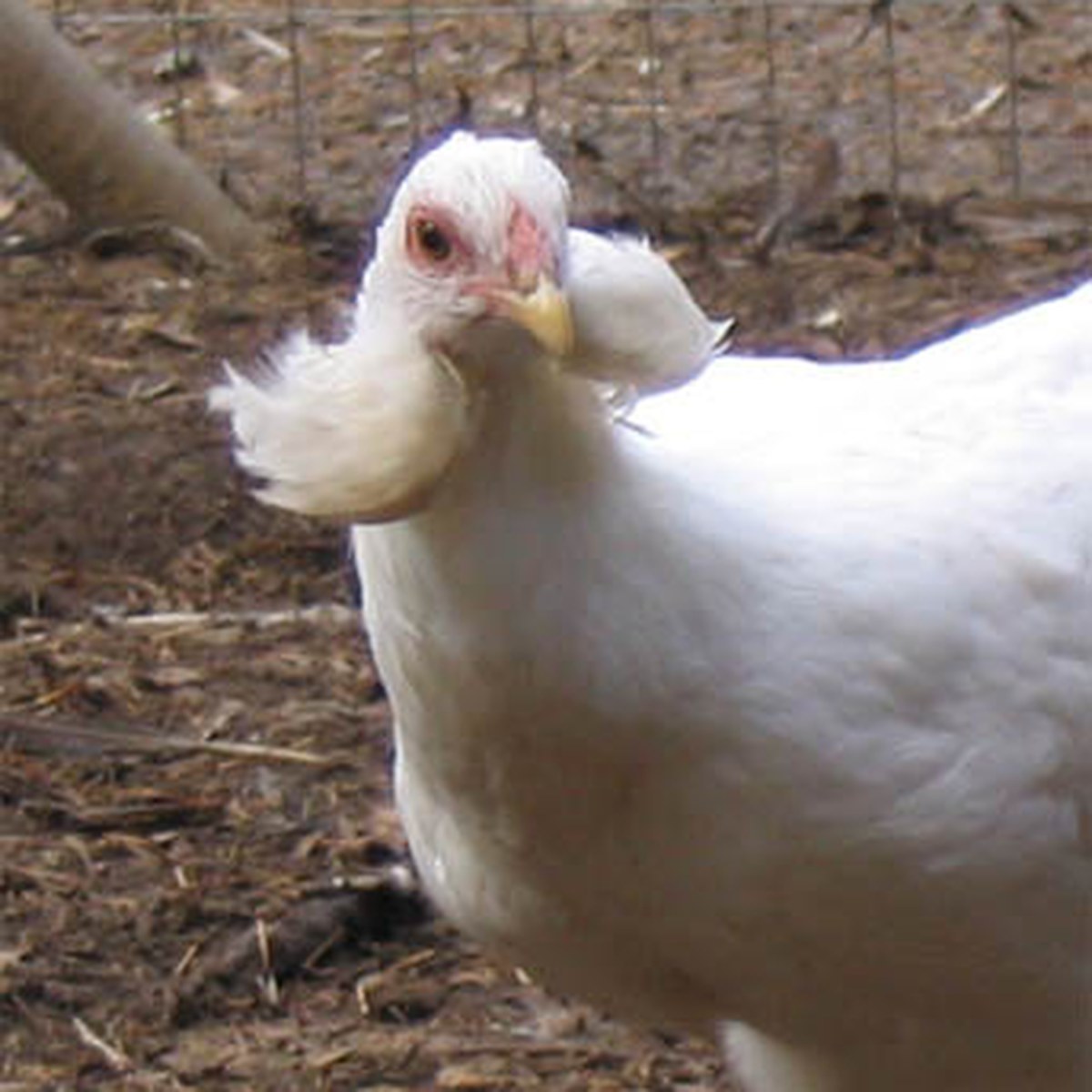 Araucana hen