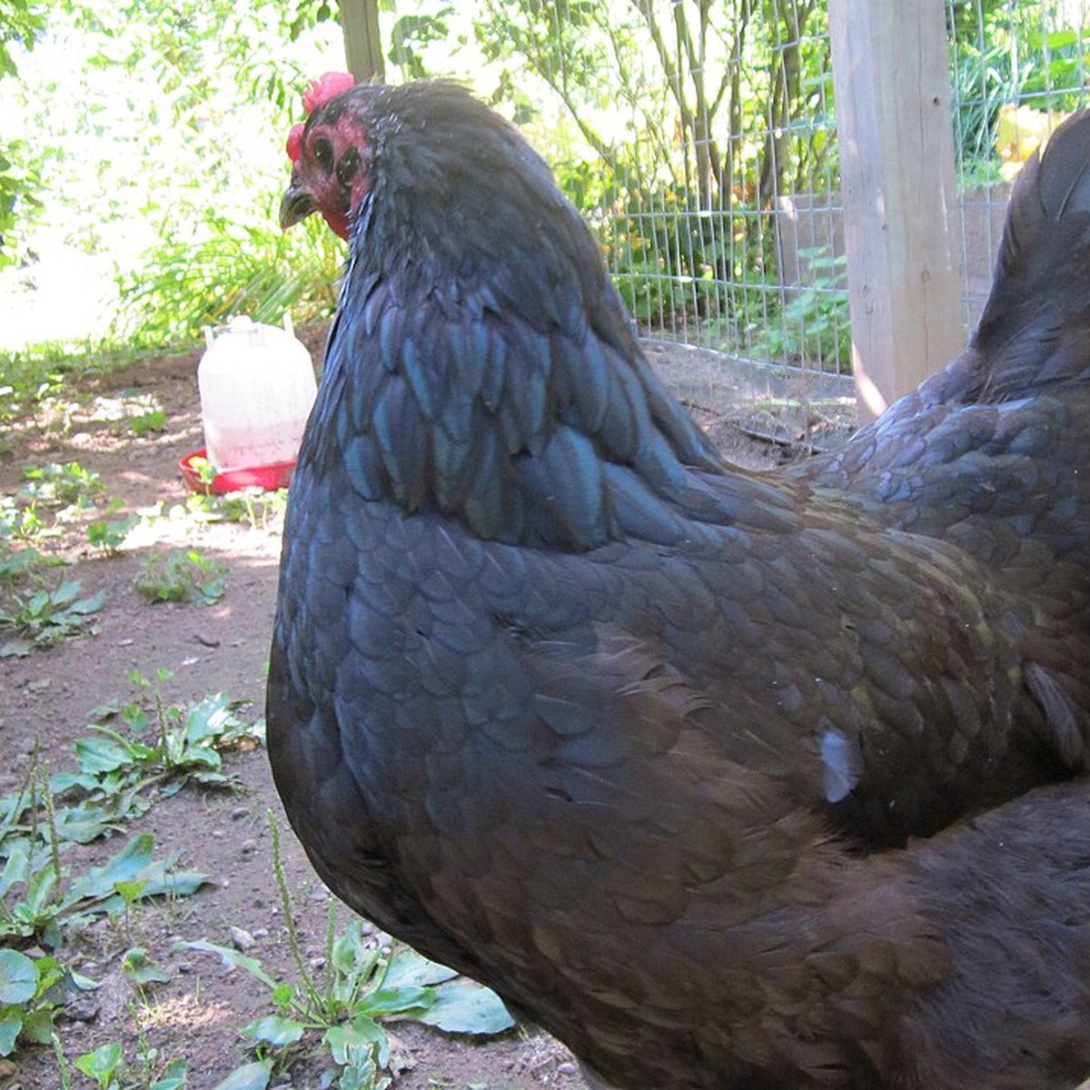 Australorp hen