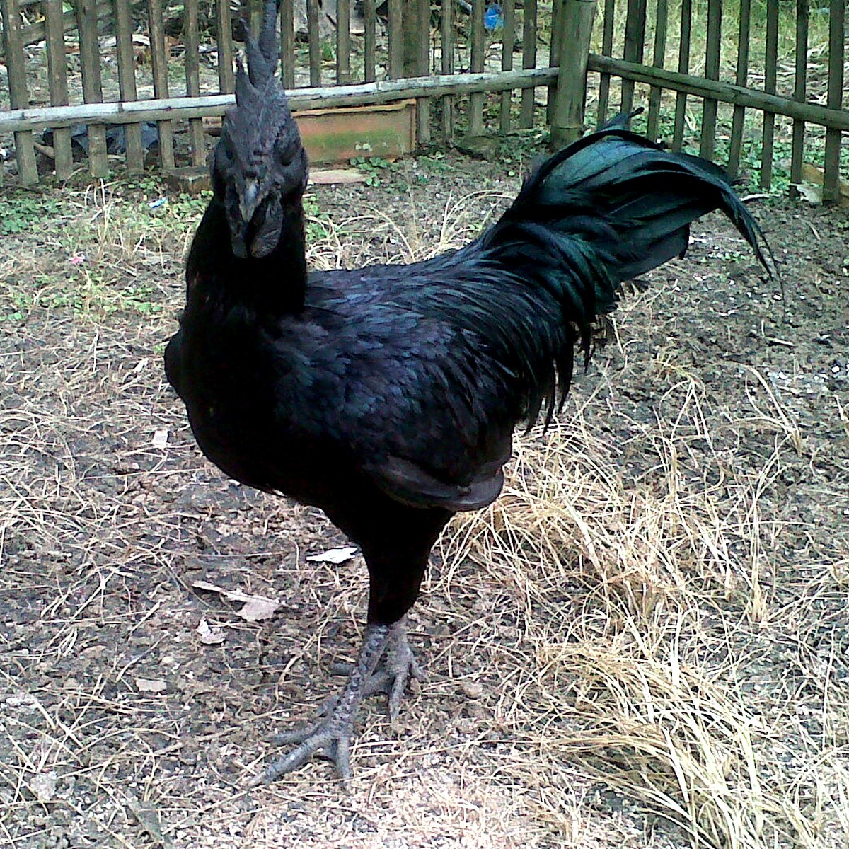 Ayam Cemani hen