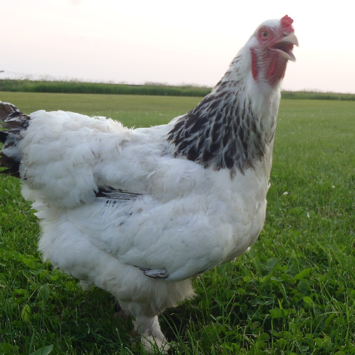 Brahma (Light) hen