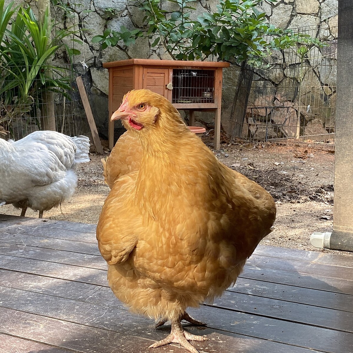 Buff Orpington hen