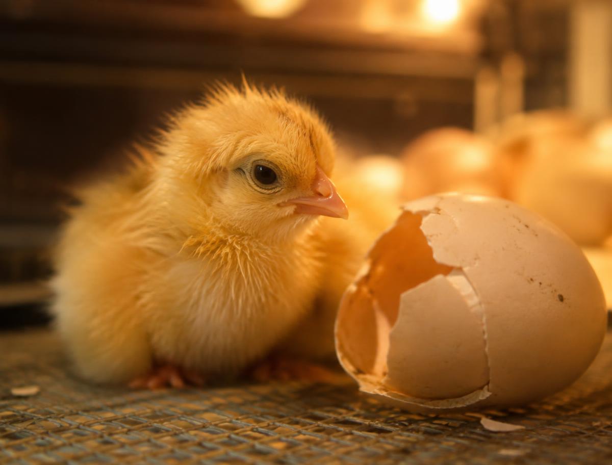 Newly hatched chick beside its shell in an incubator