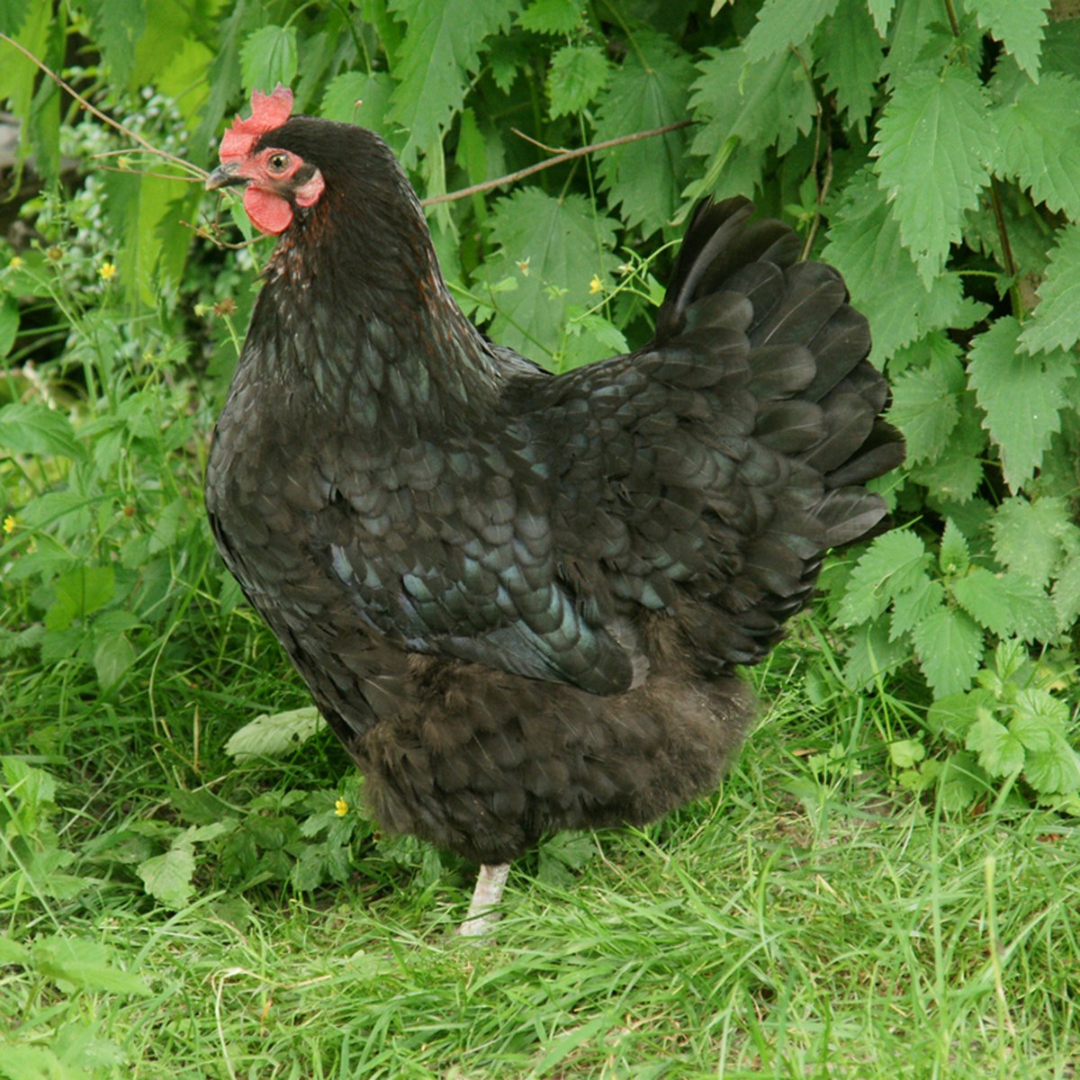 Copper Black Marans hen
