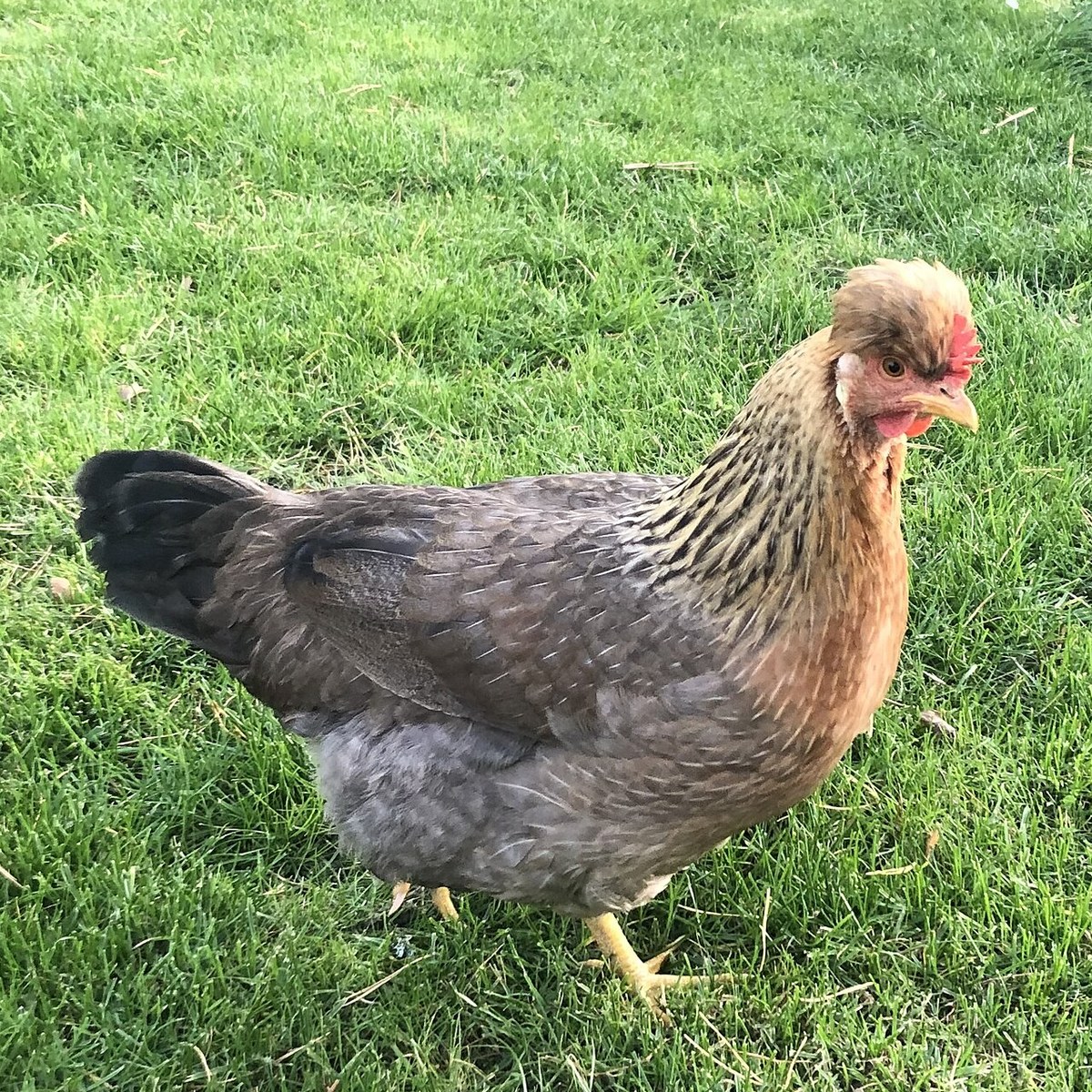 Cream Legbar hen