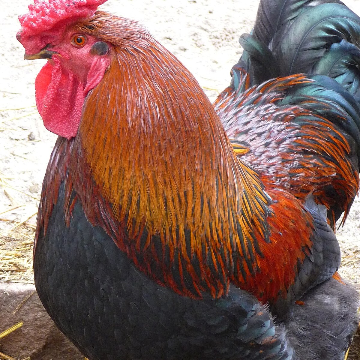 Derbyshire Redcap hen