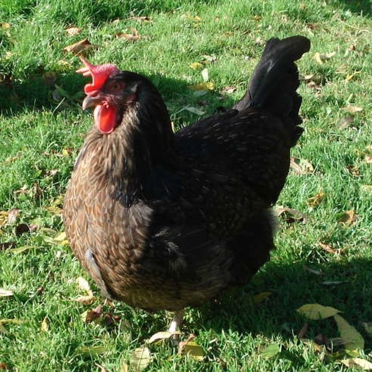 Dorking hen