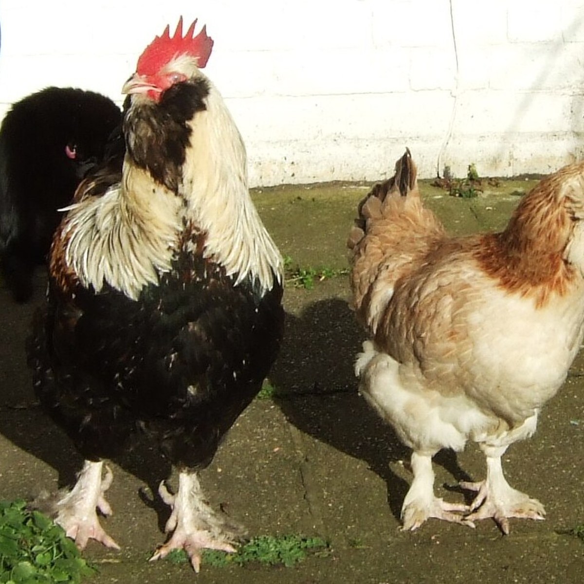 Faverolles (Salmon) hen