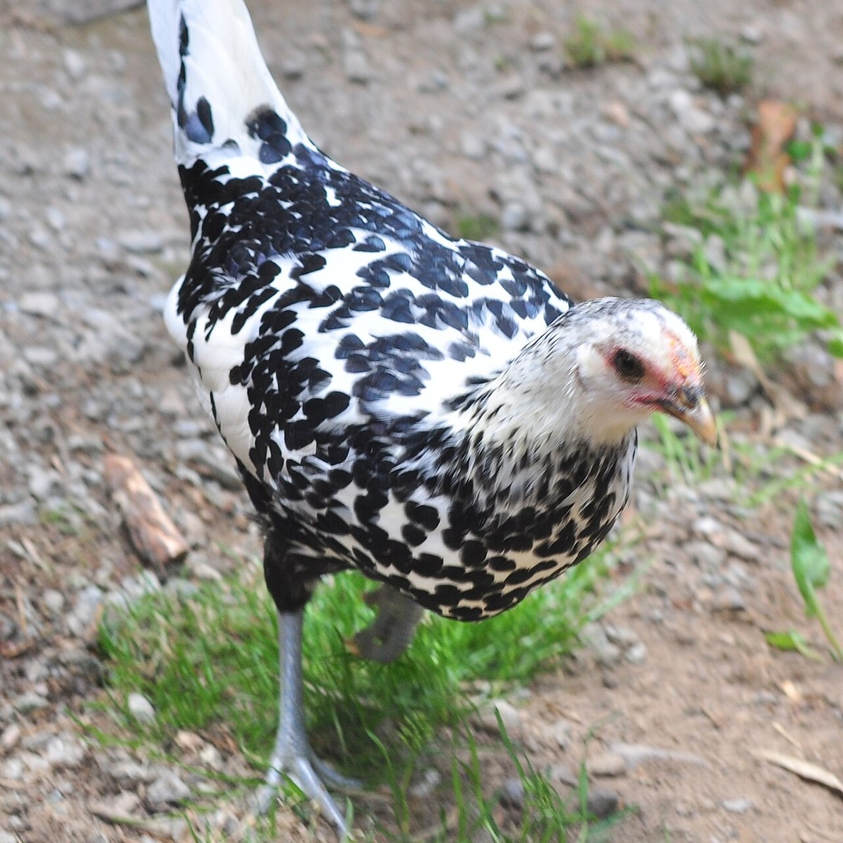 Hamburgh (Silver Spangled) hen