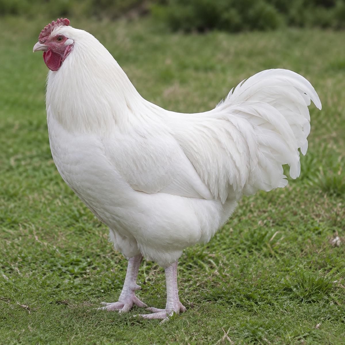 Ixworth hen