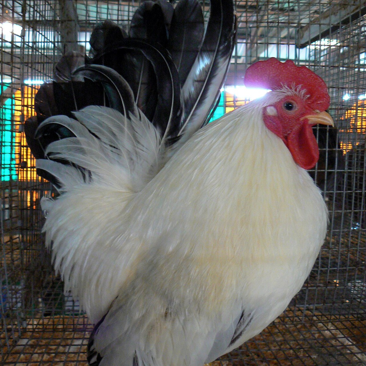 Japanese Bantam hen