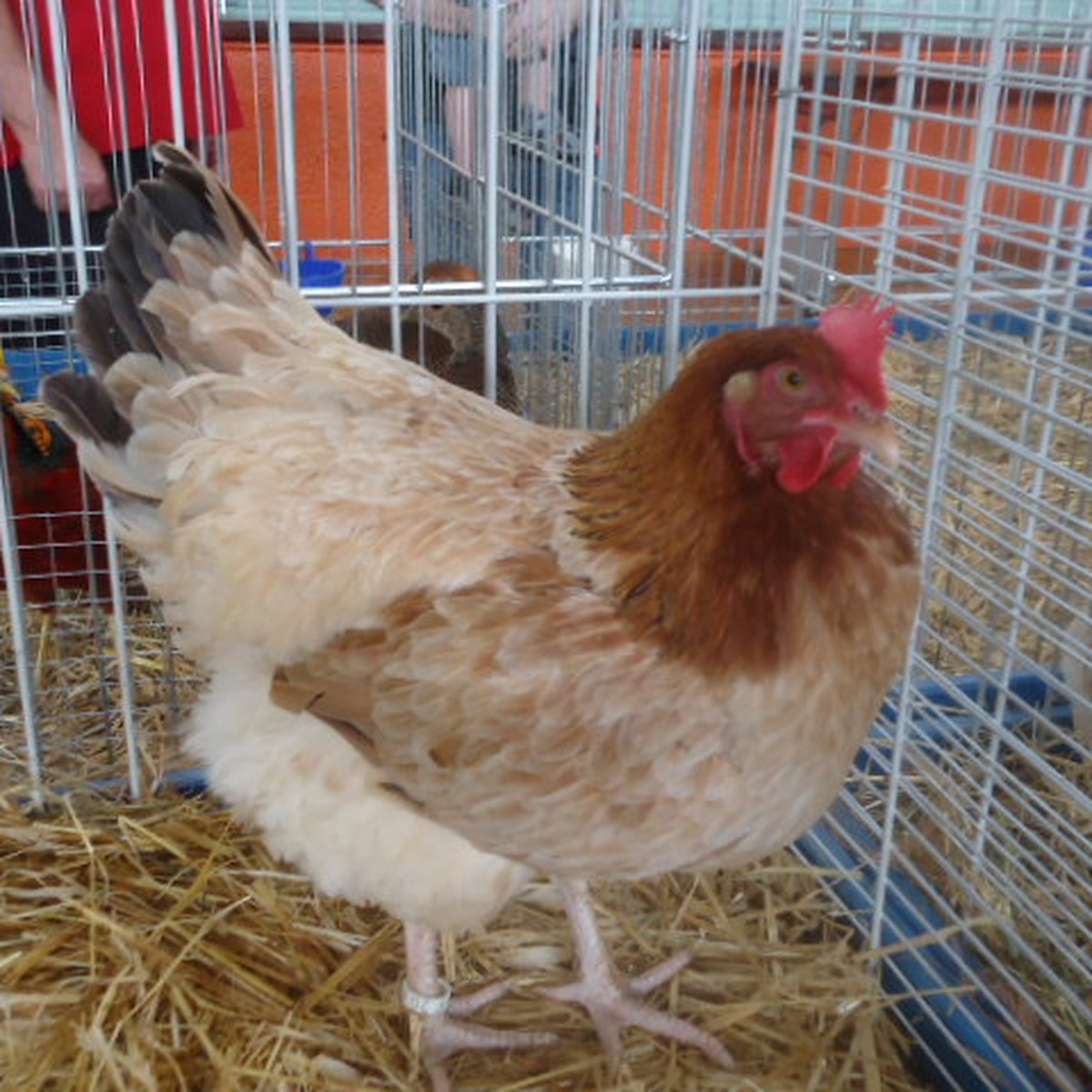 Maran (Wheaten) hen