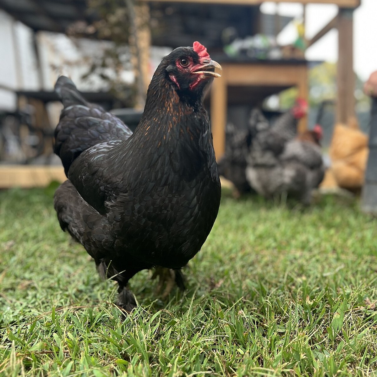 Olive Egger hen