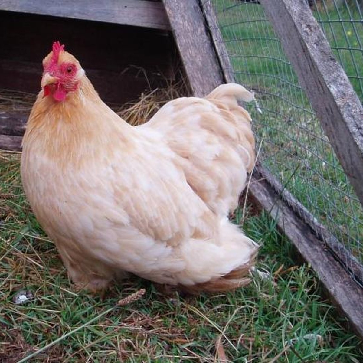 Pekin Bantam hen