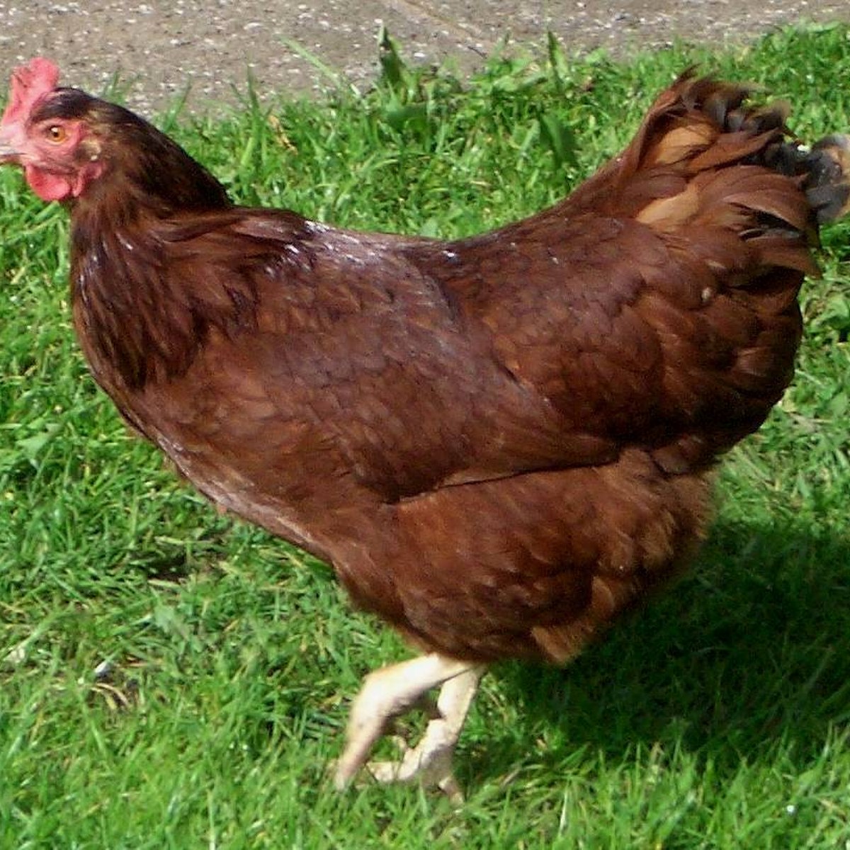 Rhode Island Red hen