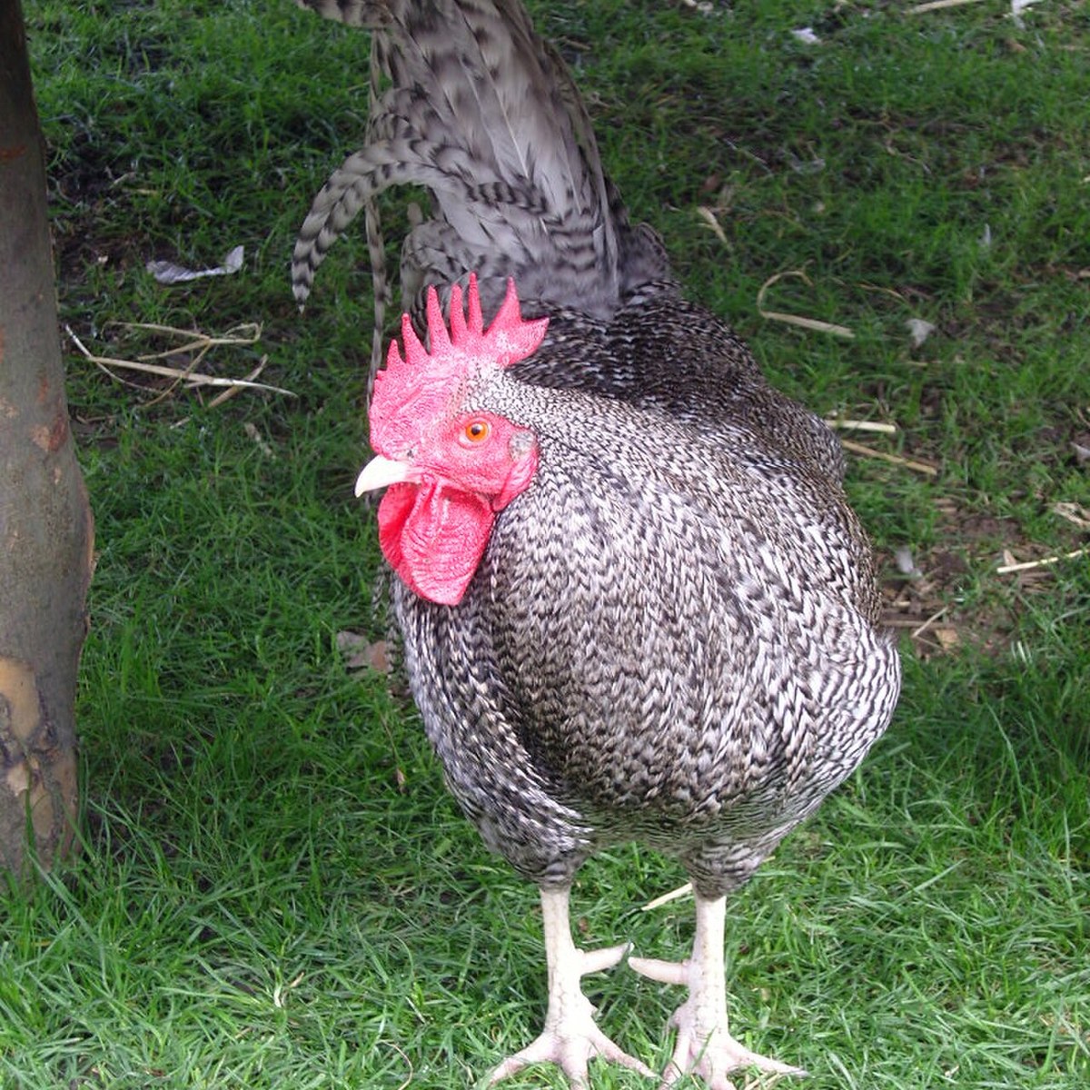 Scots Grey hen
