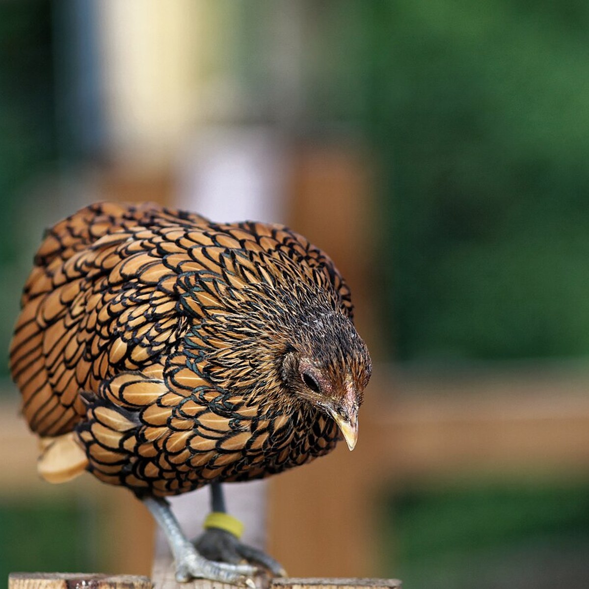 Sebright (Gold) hen