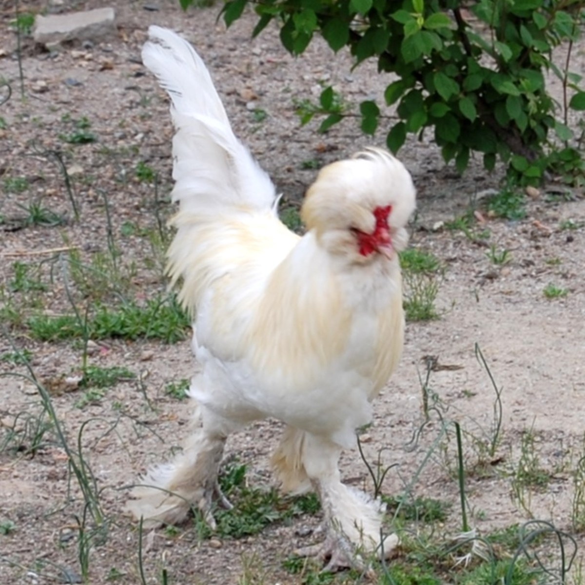 Sultan hen