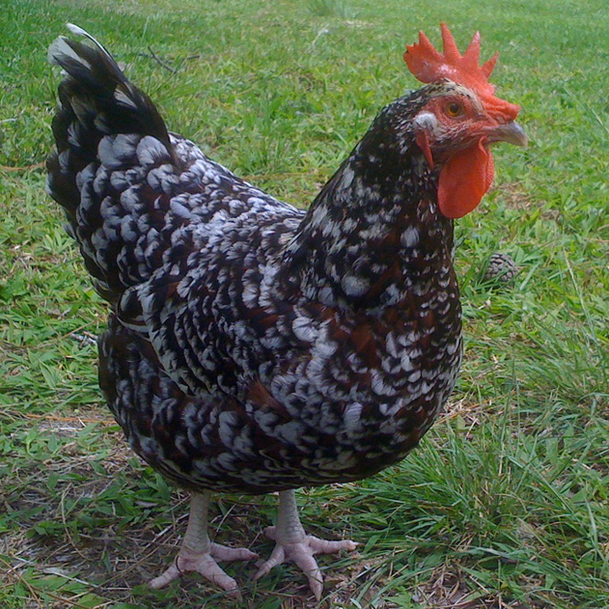 Sussex (Speckled) hen
