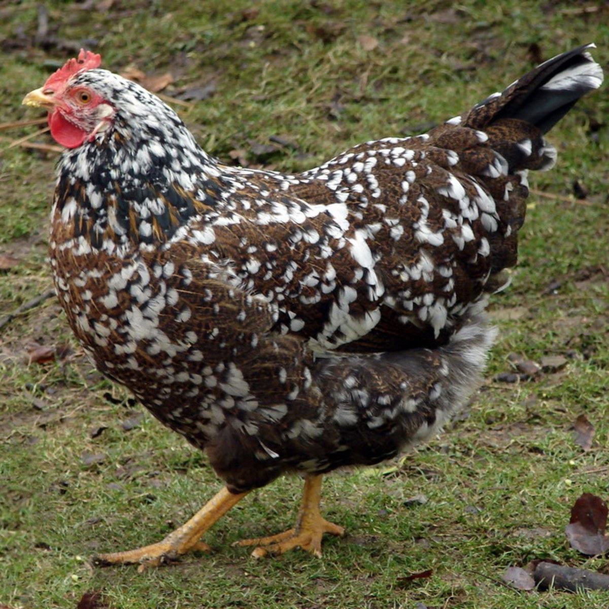 Swedish Flower Hen hen