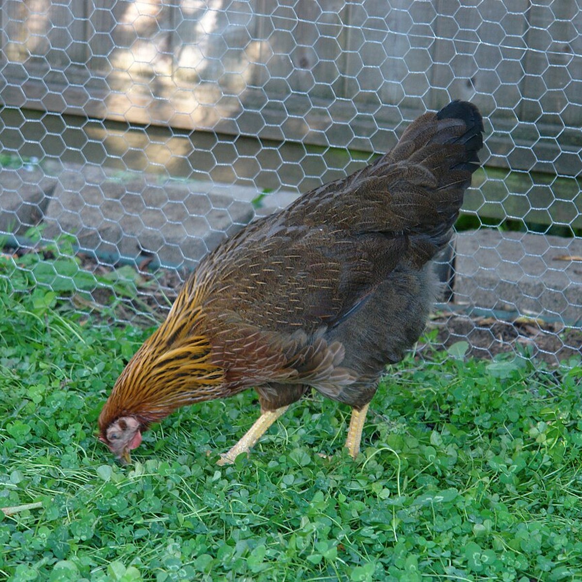 Welsummer hen