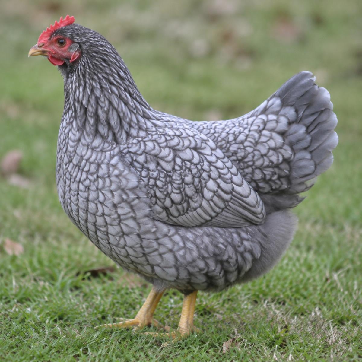 Wyandotte Bantam (Blue Laced) hen