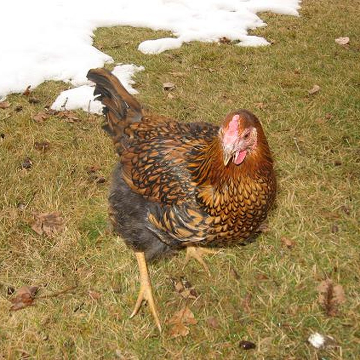 Wyandotte (Gold Laced) hen