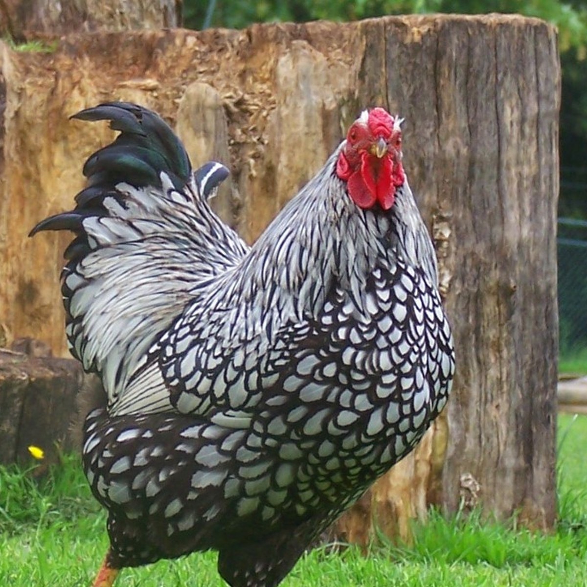 Wyandotte (Silver Laced) hen